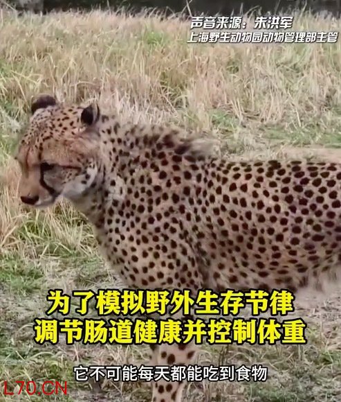 猛兽每周断食一天为健康