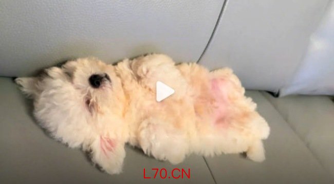 小狗睡着后就会变成玩偶